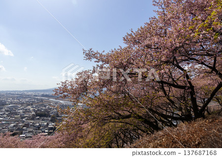 松田市景及西平畑公園的河津櫻花-松田櫻花節 松田市景及西平畑公園的河津櫻花-松田櫻花節 137687168