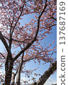 Kawazu cherry blossoms at the Matsuda Cherry Blossom Festival, Nishihirabata Park 137687169