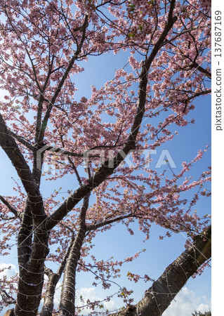 Kawazu cherry blossoms at the Matsuda Cherry Blossom Festival, Nishihirabata Park 137687169