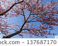 Kawazu cherry blossoms and a blue sky at the Matsuda Cherry Blossom Festival in Nishihirabata Park 137687170