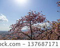 Kawazu cherry blossoms at Nishihirabata Park and Matsuda town viewed from above - Matsuda Cherry Blossom Festival 137687171