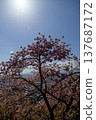 Kawazu cherry blossoms at Nishihirabata Park and Matsuda town viewed from above - Matsuda Cherry Blossom Festival 137687172