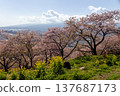 Kawazu cherry blossoms and rapeseed flowers at Nishihirabata Park, Matsuda Town 137687173