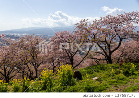 Kawazu cherry blossoms and rapeseed flowers at Nishihirabata Park, Matsuda Town 137687173
