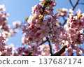 Close-up of Kawazu cherry blossoms at Nishihirabata Park, Matsuda Town 137687174
