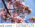 Close-up of Kawazu cherry blossoms at Nishihirabata Park, Matsuda Town 137687175