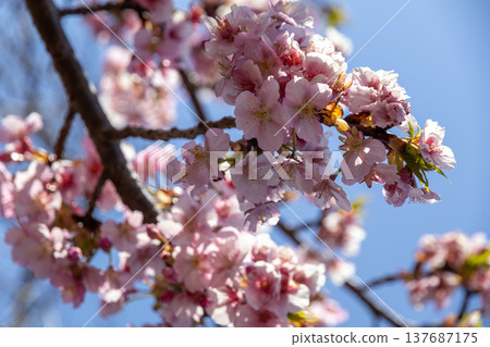 Close-up of Kawazu cherry blossoms at Nishihirabata Park, Matsuda Town Close-up of Kawazu cherry blossoms at Nishihirabata Park, Matsuda Town 137687175