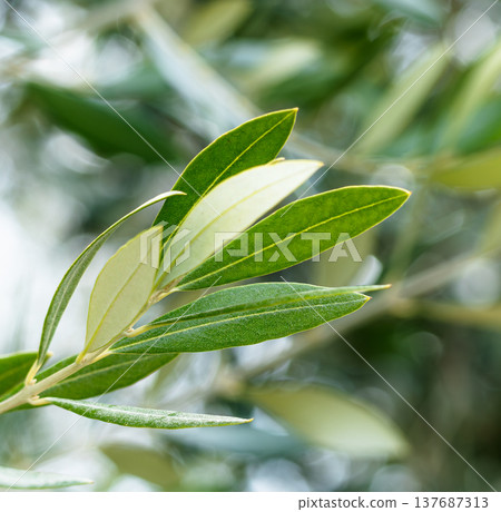 Olive leaves swaying in the wind on Shodoshima Island, Japan's top olive-producing island. 137687313