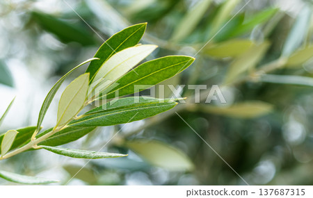 Olive leaves swaying in the wind on Shodoshima Island, Japan's top olive-producing island. 137687315