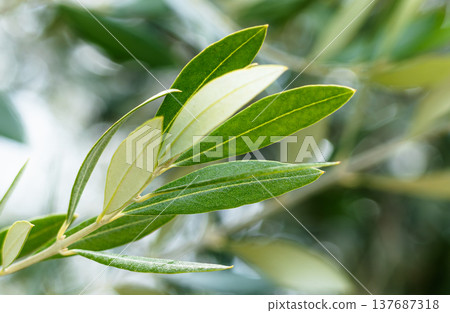 Olive leaves swaying in the wind on Shodoshima Island, Japan's top olive-producing island. Olive leaves swaying in the wind on Shodoshima Island, Japan's top olive-producing island. 137687318