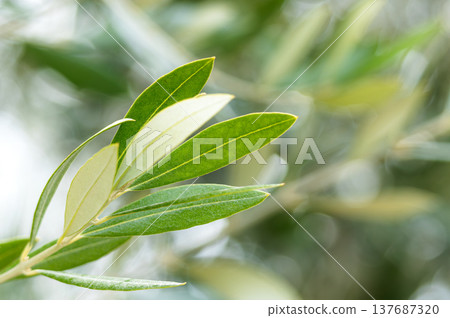 Olive leaves swaying in the wind on Shodoshima Island, Japan's top olive-producing island. 137687320