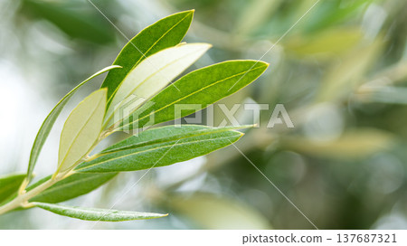 Olive leaves swaying in the wind on Shodoshima Island, Japan's top olive-producing island. Olive leaves swaying in the wind on Shodoshima Island, Japan's top olive-producing island. 137687321