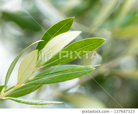 Olive leaves swaying in the wind on Shodoshima Island, Japan's top olive-producing island. 137687323