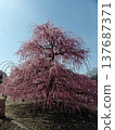Suzuka Forest Garden Weeping Plum 137687371