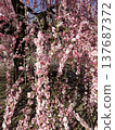 Suzuka Forest Garden Weeping Plum 137687372