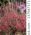 Suzuka Forest Garden Plum 137687373