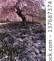 Suzuka Forest Garden Weeping Plum 137687374