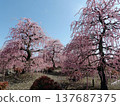 Suzuka Forest Garden Weeping Plum 137687375