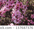 Suzuka Forest Garden Weeping Plum 137687376