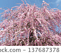 Suzuka Forest Garden Weeping Plum 137687378