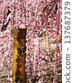 Suzuka Forest Garden Weeping Plum 137687379