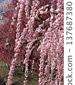 Suzuka Forest Garden Weeping Plum 137687380