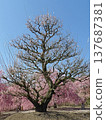 Suzuka Forest Garden Weeping Plum 137687381