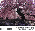 Suzuka Forest Garden Weeping Plum 137687382