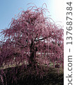 Suzuka Forest Garden Weeping Plum 137687384