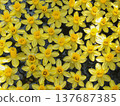 Flower arrangement in a water basin: Daffodils 137687385