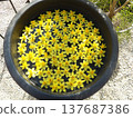 Flower arrangement in a water basin: Daffodils 137687386