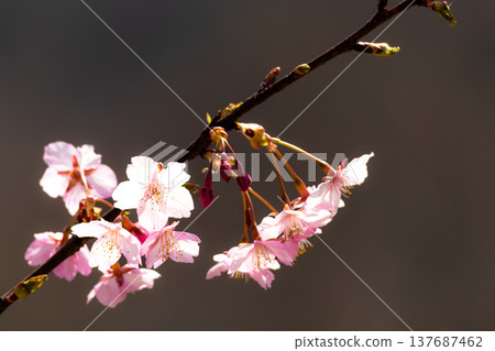 Kawazu cherry blossoms on Shodoshima Island sway gently in the spring sunshine and breeze. 137687462