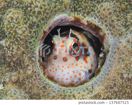 Montuki frogfish Montuki frogfish 137687525