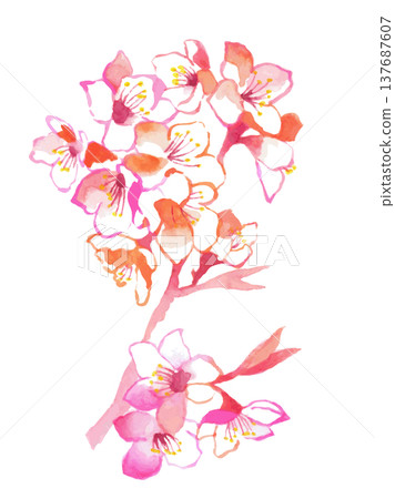 櫻花枝條插圖 | 春天,櫻花,花卉背景,賀卡,水彩風格 櫻花枝條插圖 | 春天,櫻花,花卉背景,賀卡,水彩風格 137687607