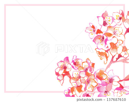 櫻花邊框插畫 | 春天，櫻花，花卉背景，賀卡，水彩風格 137687610