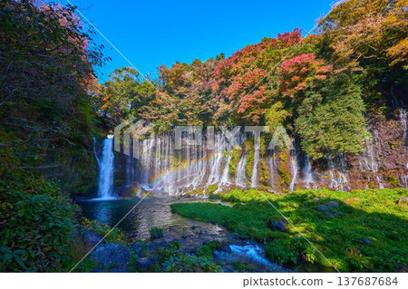 靜岡縣富士宮市白絲瀑布的秋葉和彩虹 靜岡縣富士宮市白絲瀑布的秋葉和彩虹 137687684