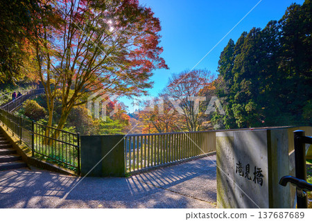 靜岡縣富士宮市的瀧見橋和白絲瀑布的秋葉 靜岡縣富士宮市的瀧見橋和白絲瀑布的秋葉 137687689