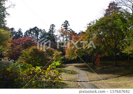 Autumn foliage at Kairakuen Momiji Valley, November 8, 2025, #52 Autumn foliage at Kairakuen Momiji Valley, November 8, 2025, #52 137687692