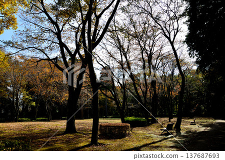 Autumn foliage in Momiji Valley, Kairakuen Garden, 2025-11-8, #53 137687693