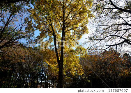 Autumn foliage at Kairakuen Momiji Valley, November 8, 2025, #56 Autumn foliage at Kairakuen Momiji Valley, November 8, 2025, #56 137687697