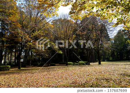 Autumn foliage in Momiji Valley, Kairakuen Garden, 2025-11-8, #58 Autumn foliage in Momiji Valley, Kairakuen Garden, 2025-11-8, #58 137687699