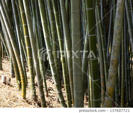A landscape of a bamboo forest bathed in sunlight 137687721