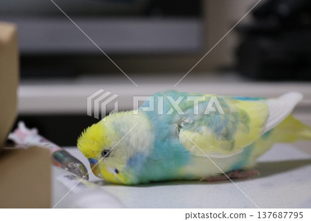 這隻鸚鵡全神貫注地待在籠子裡。 137687795