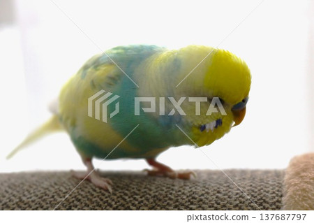 這隻鸚鵡正在密謀什麼。 這隻鸚鵡正在密謀什麼。 137687797