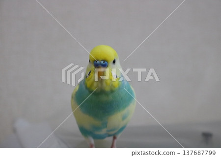 鸚鵡起飛前 鸚鵡起飛前 137687799