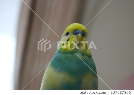 鸚鵡,低角度 鸚鵡,低角度 137687800