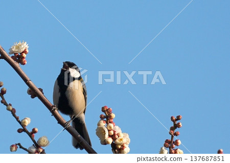 A great tit perched on a plum blossom against a blue sky - a spring wild bird. A great tit perched on a plum blossom against a blue sky - a spring wild bird. 137687851