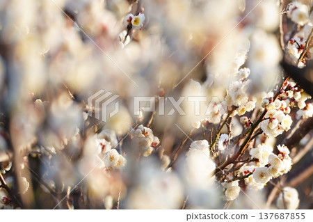 盛開的白色梅花：日本的春天景象。 137687855