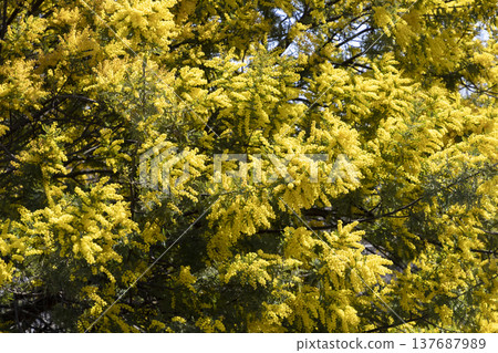 The mimosa (acacia) flowers are in full bloom and have turned yellow. 137687989