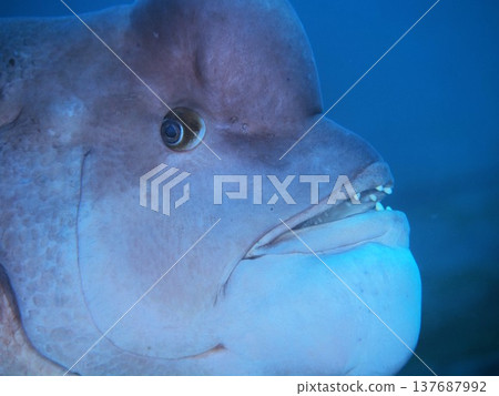 A humphead wrasse showing its teeth 137687992